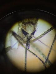 Aedes melanimon