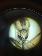 Aedes melanimon