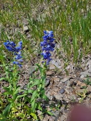 Penstemon glaber