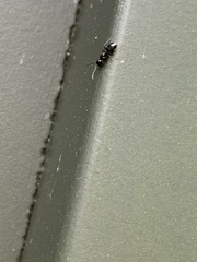 Temnothorax longispinosus