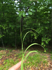 Melica smithii
