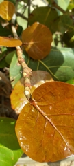 Coccoloba uvifera
