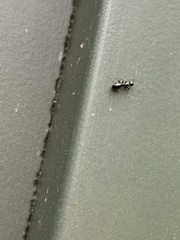 Temnothorax longispinosus