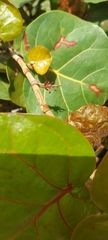 Coccoloba uvifera