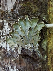 Peltigera britannica