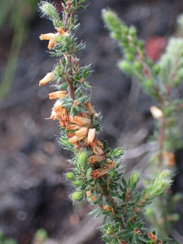 Image of Erica longimontana by (c) Ren Hoekstra, some rights reserved (CC BY)