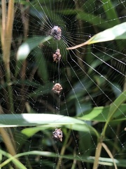 Thelacantha brevispina