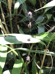 Thelacantha brevispina