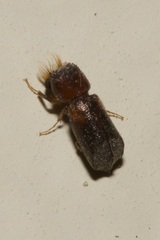 Scobicia chevrieri
