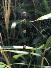 Thelacantha brevispina