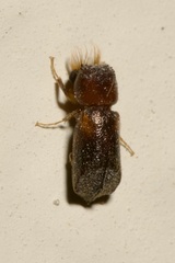 Scobicia chevrieri