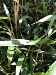 Thelacantha brevispina