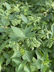 Symphytum caucasicum