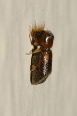 Scobicia chevrieri