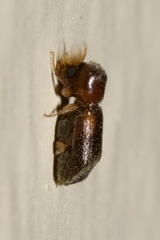 Scobicia chevrieri