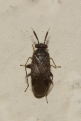 Atractotomus