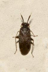 Atractotomus