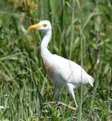 Bubulcus ibis image