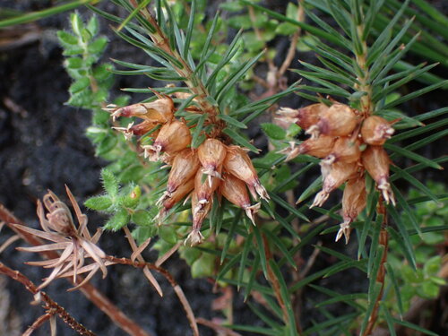 Image of Erica georgica by (c) Ren Hoekstra, some rights reserved (CC BY)