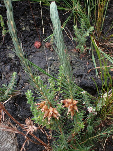 Image of Erica georgica by (c) Ren Hoekstra, some rights reserved (CC BY)