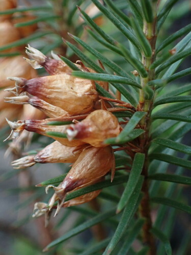 Image of Erica georgica by (c) Ren Hoekstra, some rights reserved (CC BY)