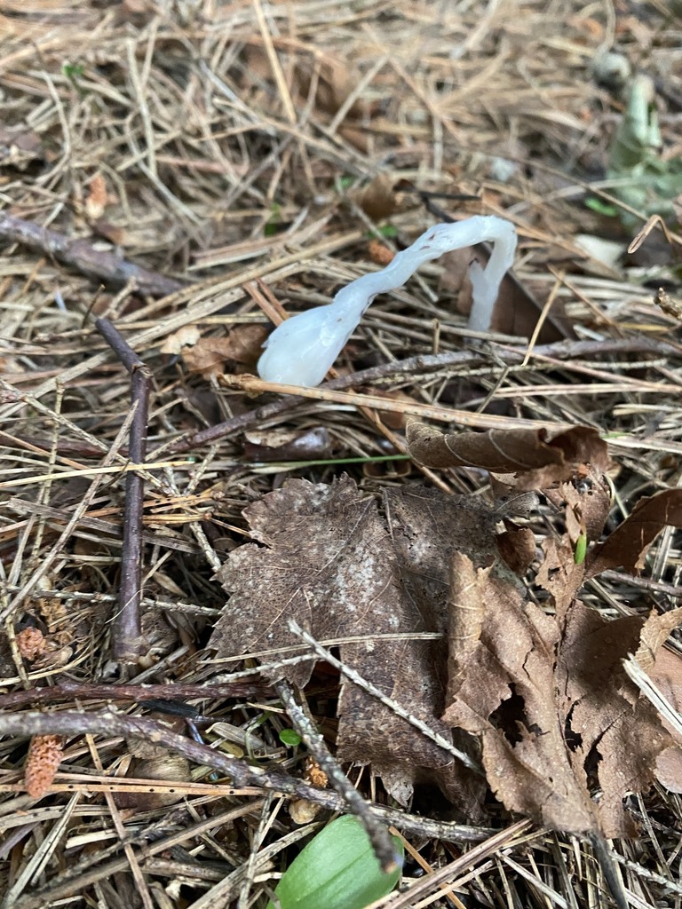 Ghost Pipe from Lewis County, NY, USA on 11 July, 2022 at 06:44 AM by ...