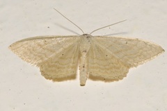 Idaea consanguinaria