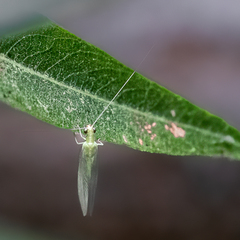 Chrysoperla comanche