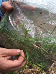 Ranunculus abortivus