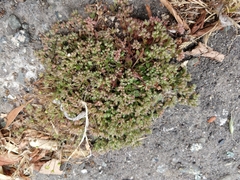 Polycarpon tetraphyllum tetraphyllum