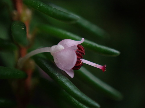Image of Erica priori by (c) Ren Hoekstra, some rights reserved (CC BY)