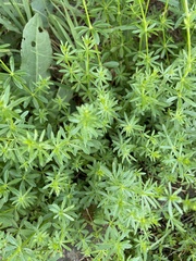 Galium mollugo