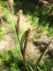 Carex spissa