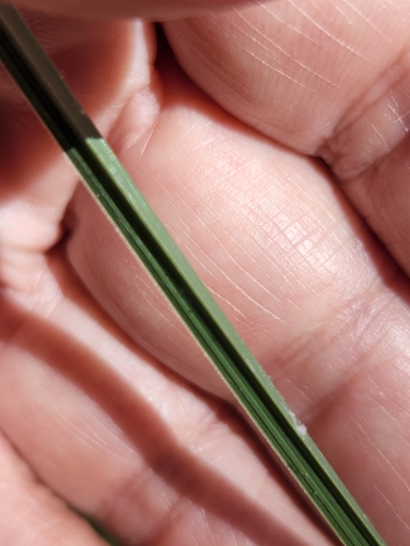 Image of Carex schottii by no rights reserved