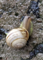 Caucasotachea vindobonensis
