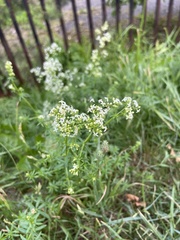 Galium mollugo