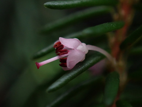 Image of Erica priori by (c) Ren Hoekstra, some rights reserved (CC BY)