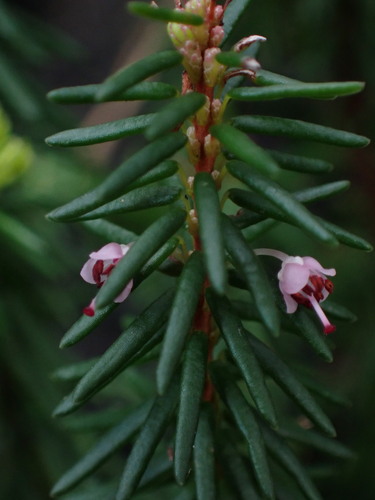 Image of Erica priori by (c) Ren Hoekstra, some rights reserved (CC BY)