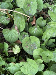 Viola odorata