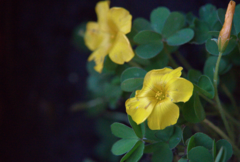 Oxalis perdicaria