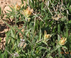 Castilleja christii