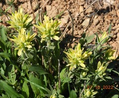Castilleja christii