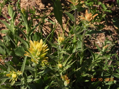 Castilleja christii