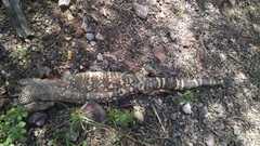 Heloderma exasperatum