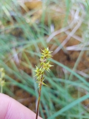 Carex echinata