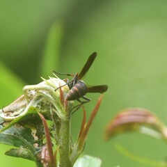 Polistes quadricingulatus