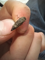 Yakuhananomia bidentata