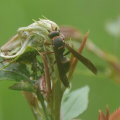 Polistes quadricingulatus