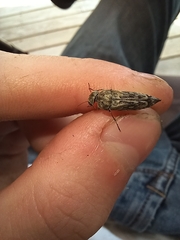 Yakuhananomia bidentata