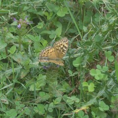 Argynnis kamala